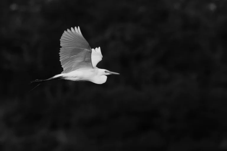 De grote zilverreiger tekent scherp af tegen de donkere achtergrond in deze minimalistische compositie.
