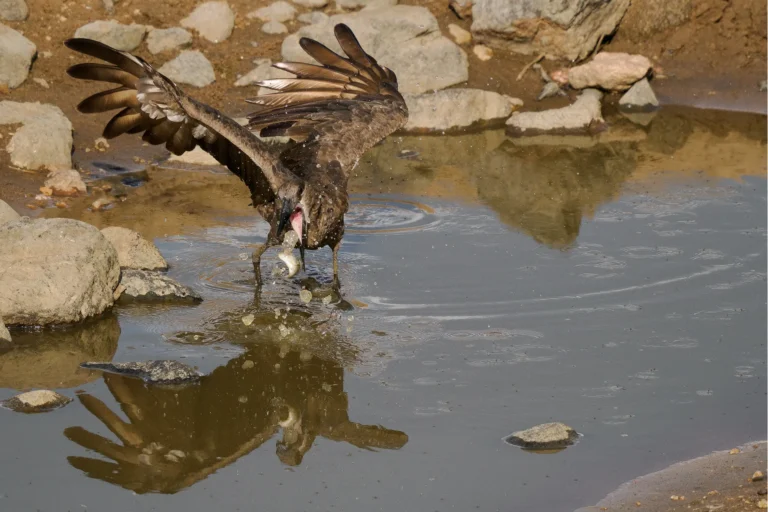 Hamerkop met gevangen vis in ondiep water in Krugerpark