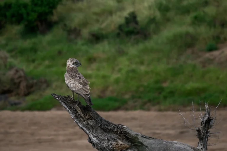 Jonge vechtarend Krugerpark op een boomstronk boven een droge rivierbedding. Scant zijn omgeving.