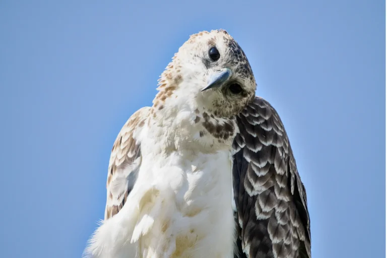 Nieuwsgierige jonge vechtarend tegen strak blauwe lucht in Krugerpark.