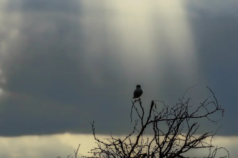 Kleine klapekster silhouet op doornige tak onder dreigende lucht