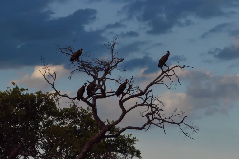 Groep witruggieren rustend in kale boom bij zonsondergang in Krugerpark