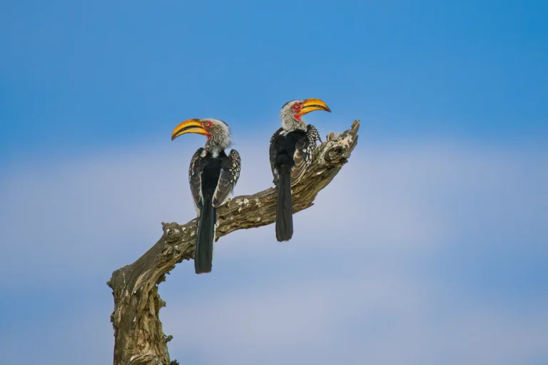 Twee Zuidelijke Geelsnaveltokken zitten zij aan zij op een dode boomstam in het Krugerpark