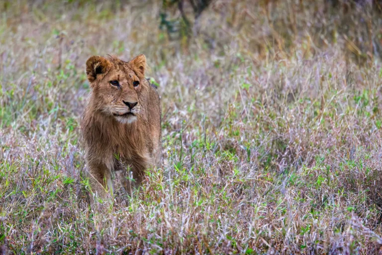 Een half volwassen leeuwin in de savanne van het Krugerpark