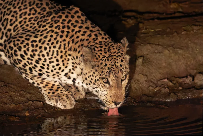 Luipaard drinkt voorzichtig bij een waterpoel in de nacht
