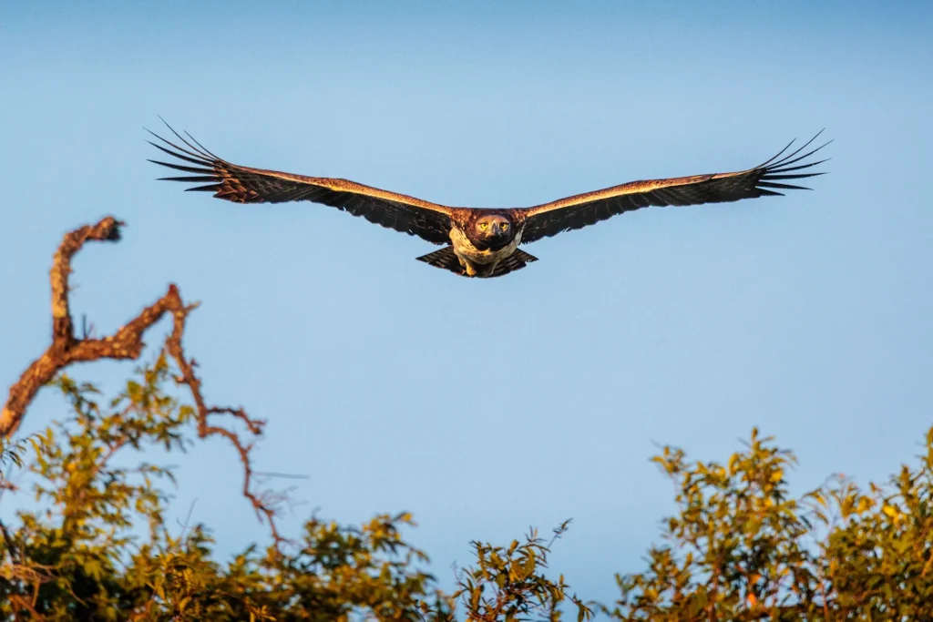 Vechtarend in vlucht met volledige vleugelspan boven Afrikaanse savanne