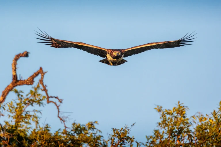 Vechtarend in vlucht met volledige vleugelspan boven Afrikaanse savanne