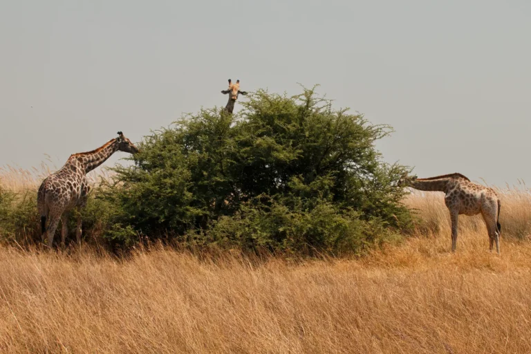 Drie giraffen foerageren rondom een struik in de Afrikaanse savanne