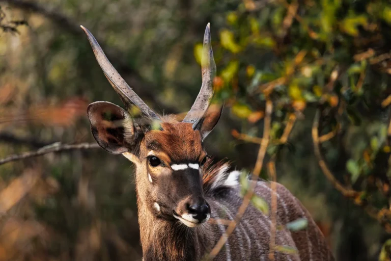 Scherp portret van een mannelijke nyala met gedraaide hoorns