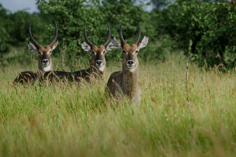 Groep waterbokken staat alert in hoog gras