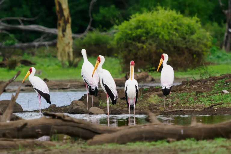 Groep Afrikaanse nimmerzatten langs het water in Makuleke