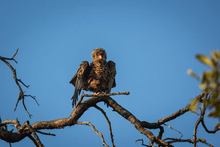 Juveniele bateleur zit op een hoge tak