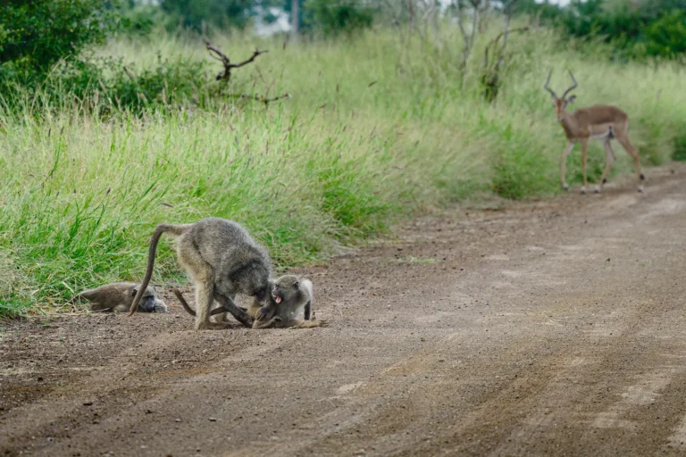 Bavianen corrigeren jong gedrag binnen sociale groep in Afrikaans natuurgebied