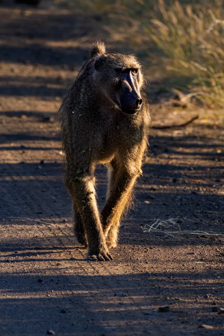Baviaan actief in warm ochtendlicht tijdens safari in Afrikaanse savanne