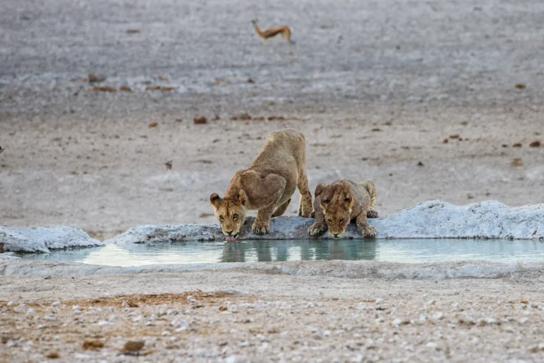 Twee jonge leeuwen drinken bij waterpoel met antilope in de achtergrond.