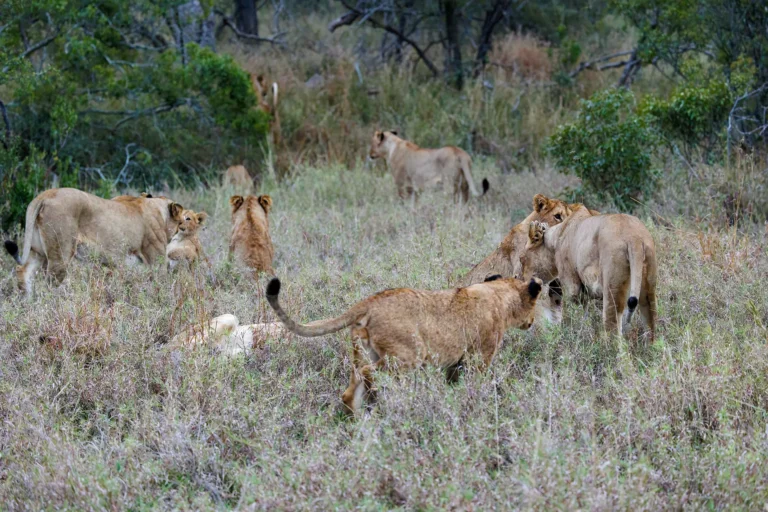 Groep leeuwen loopt en rust op een zandpad in het Krugerpark