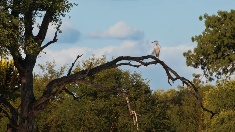 Grote zilverreiger zittend in een boom