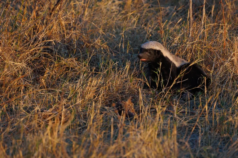 Honingdas in Botswana op zoek naar voedsel in open savannelandschap