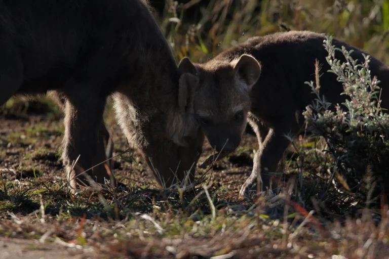 Hyena met jong binnen hechte clan in Afrikaanse wildernis
