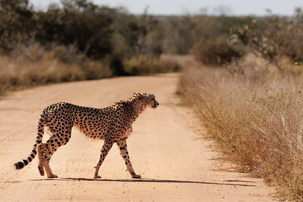 Jachtluipaard steekt rustig een zandweg over in het Krugerpark