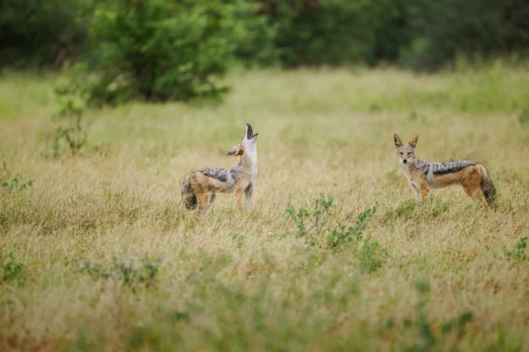 Twee jakhalzen staan alert in open grasland