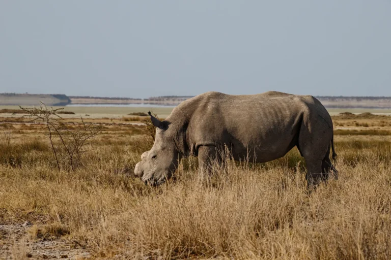Een neushoorn graast rustig in het grasland van het Etosha National Park
