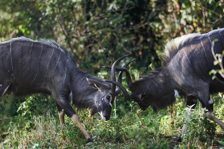Twee mannelijke nyala’s in een schijngevecht