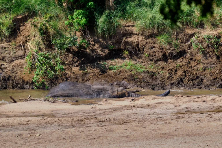 Afrikaanse olifant neemt modderbad in rivier voor verkoeling