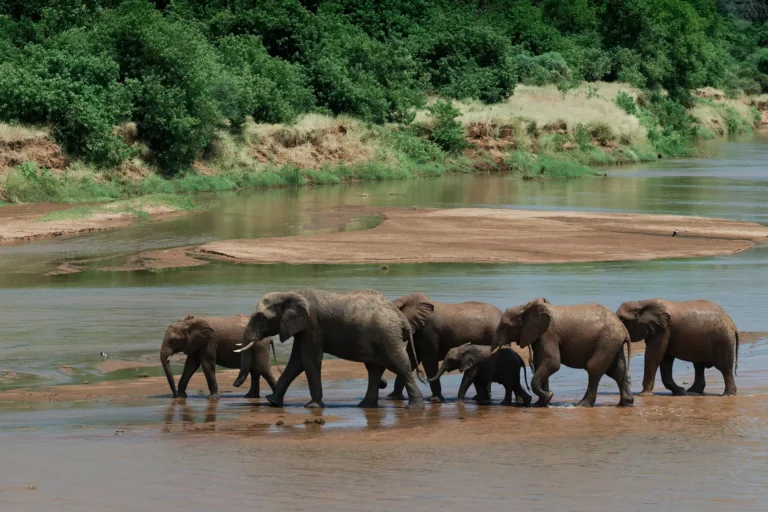 Kudde Afrikaanse olifanten steekt gezamenlijk een brede rivier over