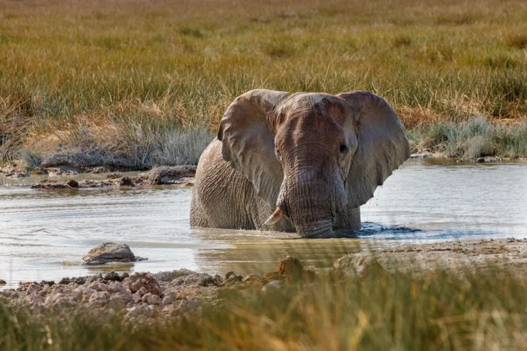 Jong olifant staat spelend en badend aan de waterkant