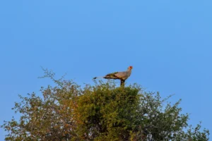 Secretarisvogel rust in boom als uitkijkpost in open savannelandschap