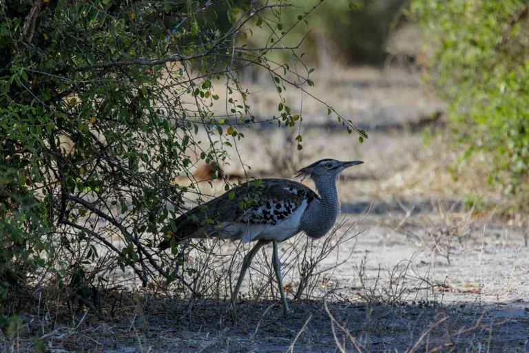 Secretarisvogel jaagt te voet op prooi in open Afrikaans landschap