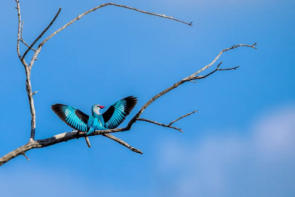 Senegalijsvogel met gespreide vleugels op kale tak tegen een strakblauwe lucht