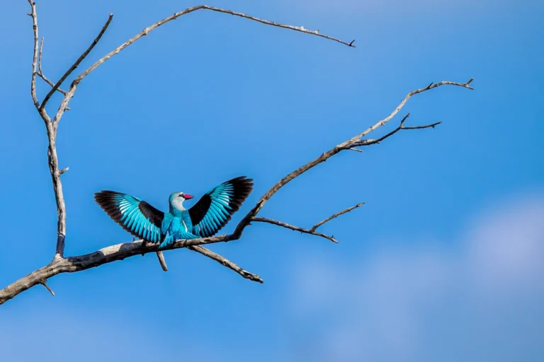 Senegalijsvogel met gespreide vleugels op kale tak tegen een strakblauwe lucht
