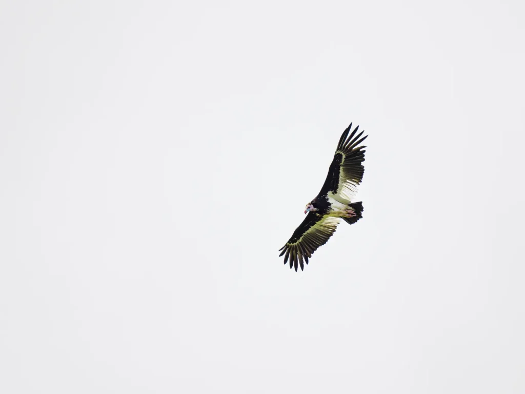 Witkopgier in volle vlucht tegen een lichte lucht