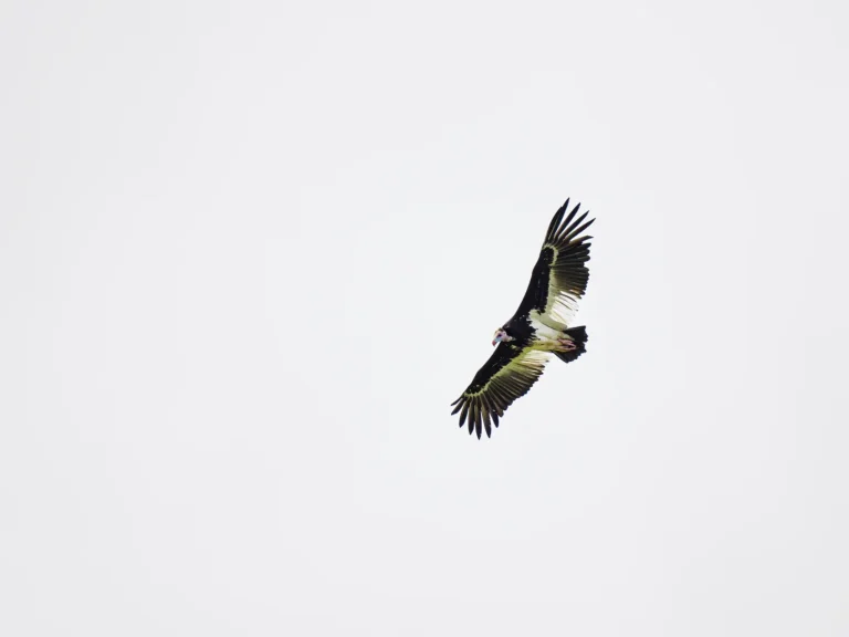 Witkopgier in volle vlucht tegen een lichte lucht