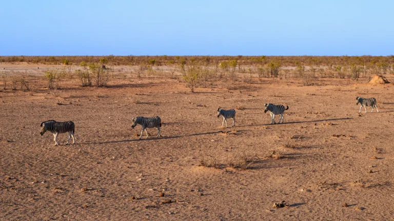 Een rij zebra’s trekt in stilte door het droge Afrikaanse landschap