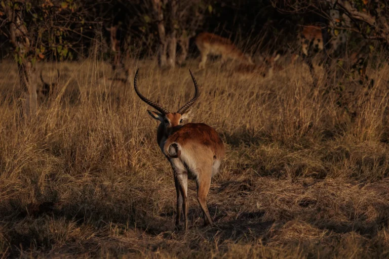 Litschiewaterbok staat alert in savanne tijdens gouden uur