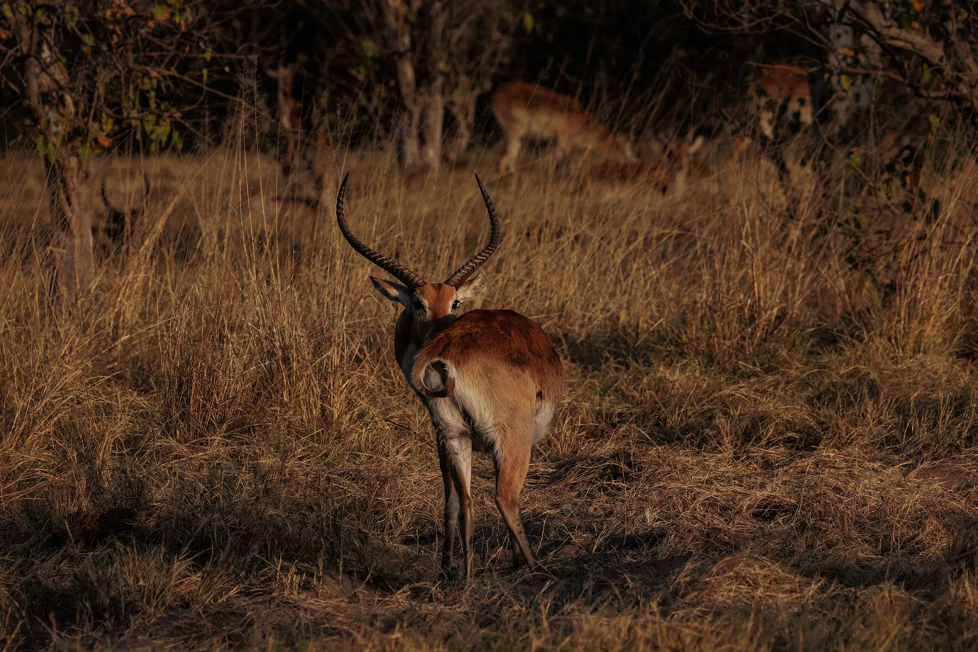 Litschiewaterbok staat alert in savanne tijdens gouden uur