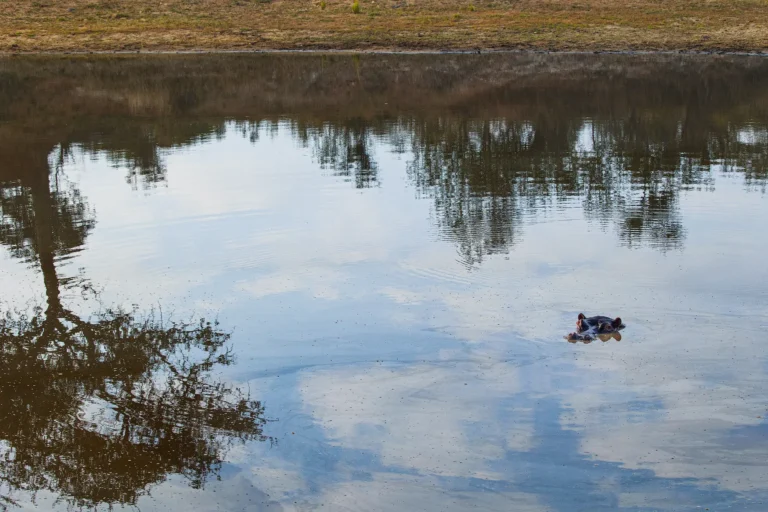 Nijlpaard steekt kop boven water in rustige poel