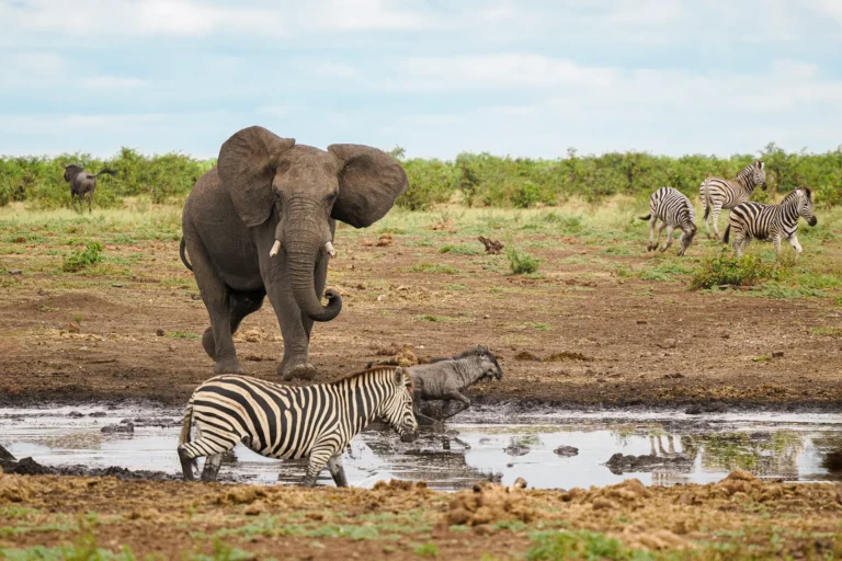 Afrikaanse olifant bij waterplaats terwijl zebra’s en gnoes moeten wijken