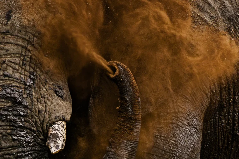 Een olifant neemt een beschermende zanddouche op de Afrikaanse savanne.
