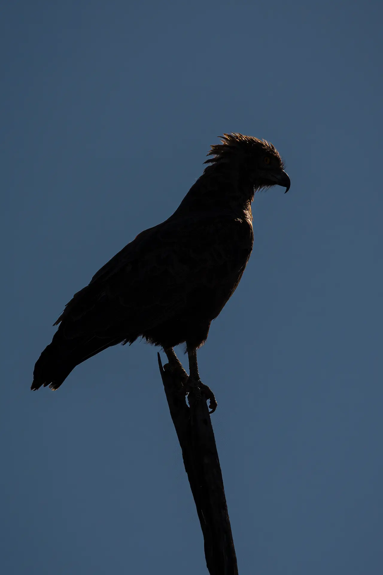 bruine slangenarend tegenlicht.webp