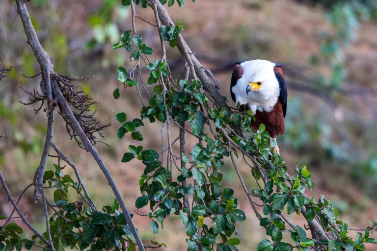 Afrikaanse zeearend zit laag op een boomtak langs een rivier in het Krugerpark