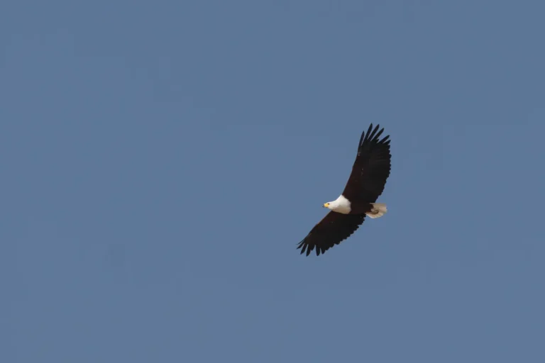 Een Afrikaanse zeearend zweeft met gespreide vleugels door de lucht.