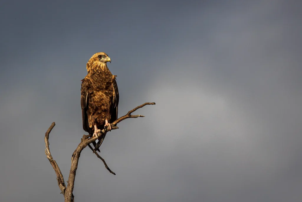 Een bateleur zit op een kale boomtak in het Krugerpark terwijl een donkere