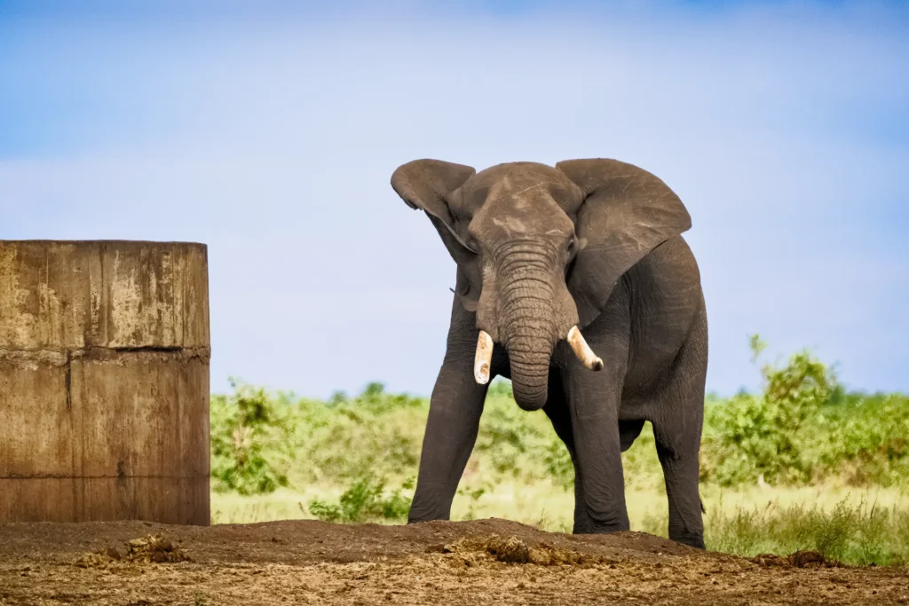 Bulolifant bij drinkplaats in Afrika