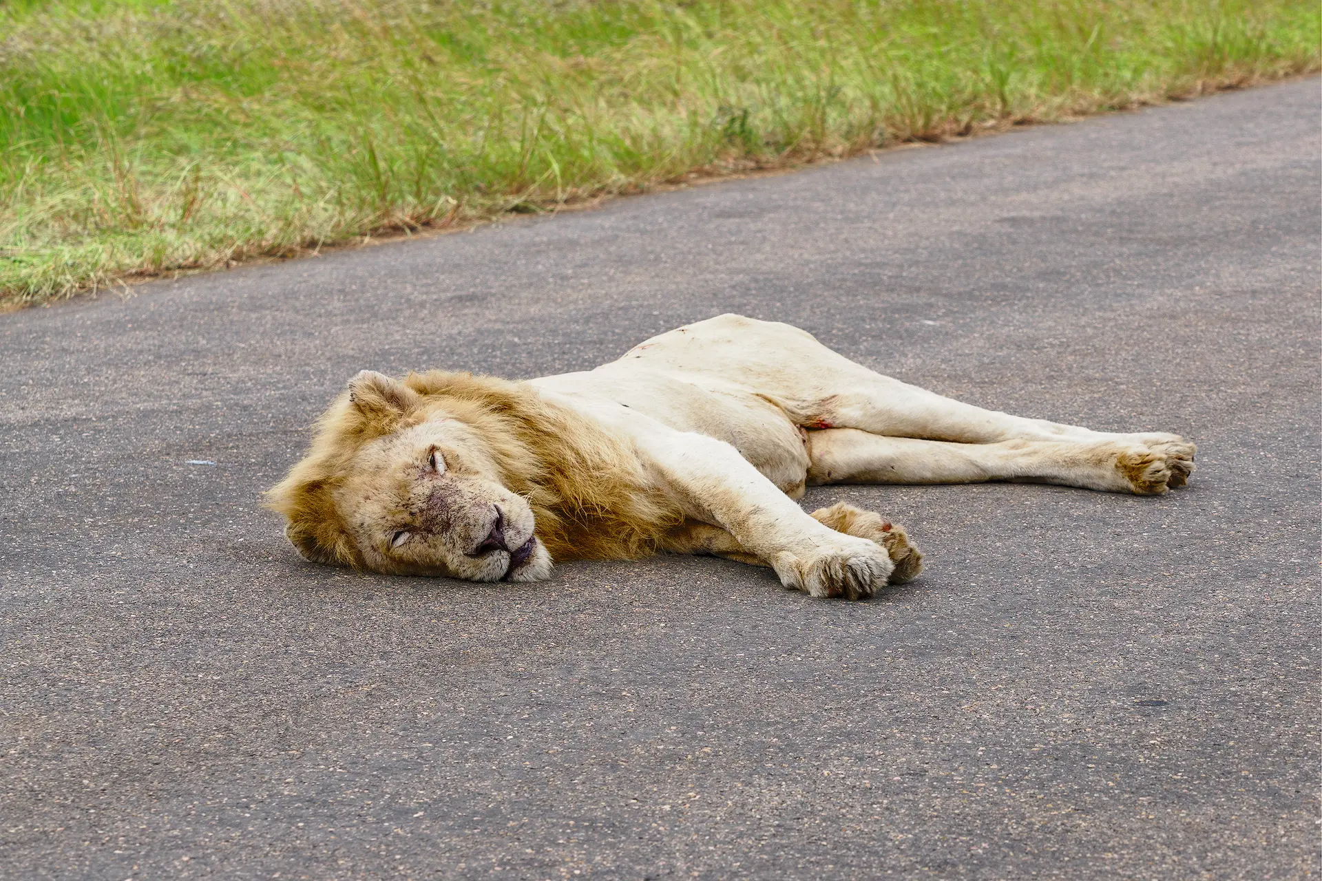 Witte leeuw Casper ligt slapend op de weg in het Krugerpark