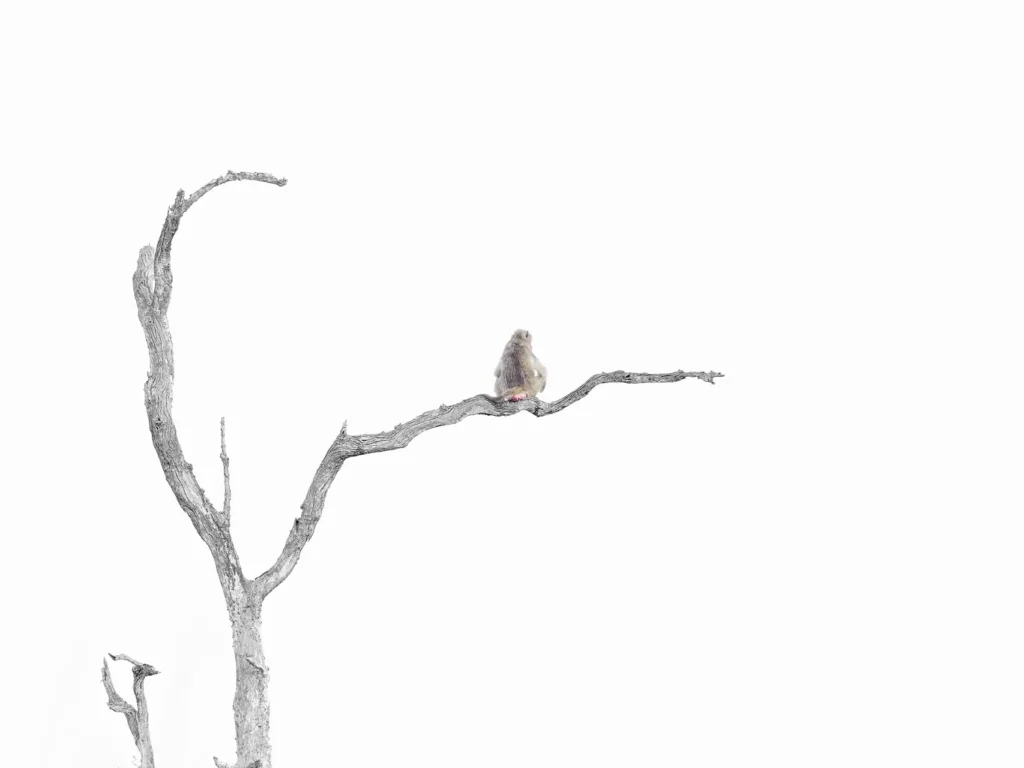 High-key foto van een solitaire baviaan