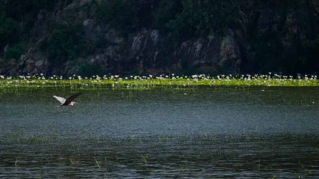 Een reuzenreiger scheert over het water in het noorden van Makuleke